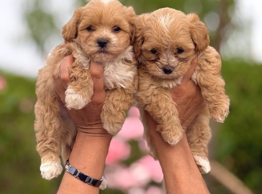 teacup maltipoo bebekler