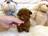 Kore teacup poodle yavru