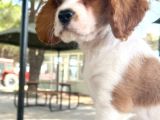 Cavalier King Charles