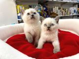 Bi̇blo Güzelli̇ği̇ne Sahi̇p Ori̇nal Blue Poi̇nt Yavrular