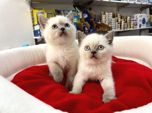 Bi̇blo Güzelli̇ği̇ne Sahi̇p Ori̇nal Blue Poi̇nt Yavrular görsel
