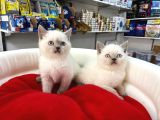 Bi̇blo Güzelli̇ği̇ne Sahi̇p Ori̇nal Blue Poi̇nt Yavrular