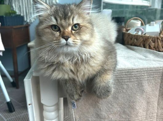 Çift British Longhair