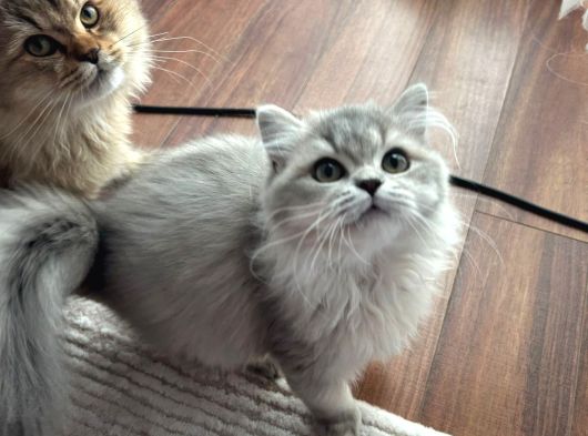 Çift British Longhair görsel