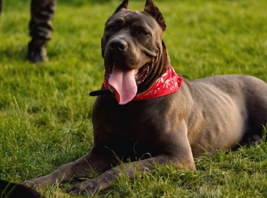 A Scr Blue Cane Corso Yavruları görsel