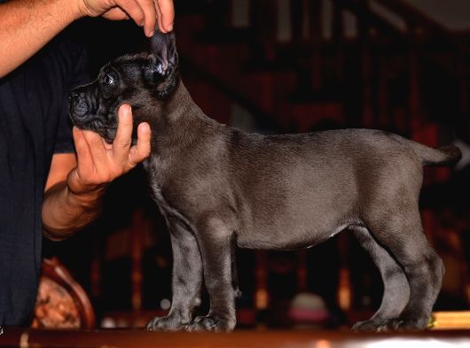 A scr blue cane corso yavruları