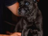 A Scr Blue Cane Corso Yavruları