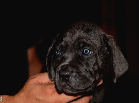 A Scr Blue Cane Corso Yavruları görsel