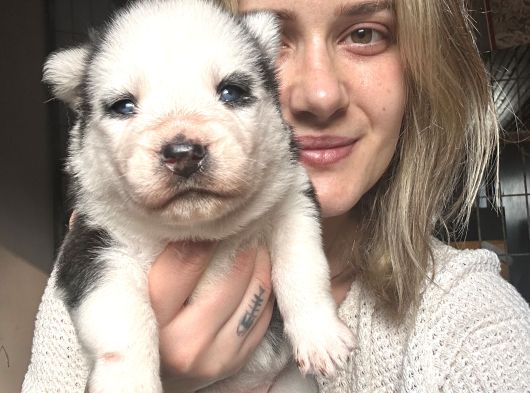 Jumbo Sibirya Kurdu Yavruları Husky