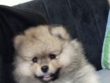 Pomerian boo