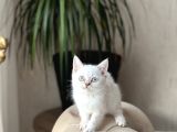 MAVİ GÖZ RENGİNDE BRİTİSH SHORTHAİR YAVRUM