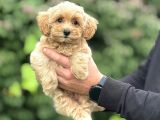 Tüy Dökmez Koku Yapmaz Gerçek Malti̇poo