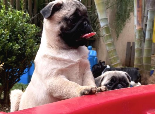 Koca Kafa Pug Yavrular görsel