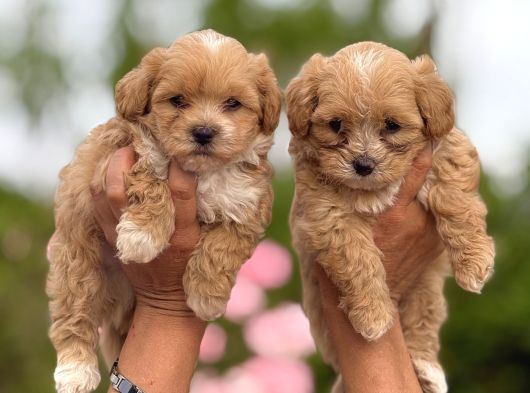 teacup maltipoo bebekler