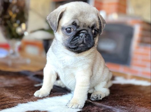 Safkan Pug Bebekler görsel