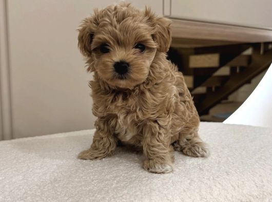 Baby Face Malti̇poo