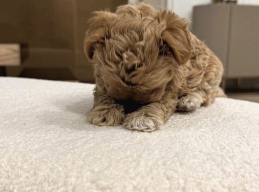 Baby Face Malti̇poo görsel