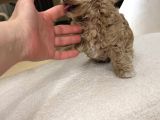 Teacup Malti̇poo İsteyen