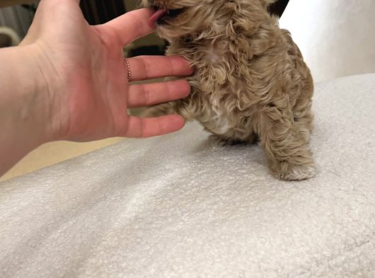 Teacup Malti̇poo İsteyen görsel