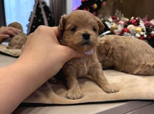 Teacup Malti̇poo İsteyen