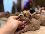 Teacup Malti̇poo İsteyen