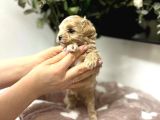 Ori̇ji̇nal Teacup Malti̇poo