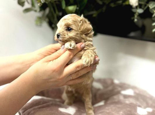 Ori̇ji̇nal Teacup Malti̇poo görsel
