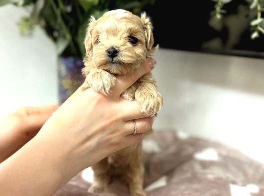 Ori̇ji̇nal Teacup Malti̇poo
