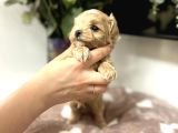 Ori̇ji̇nal Teacup Malti̇poo