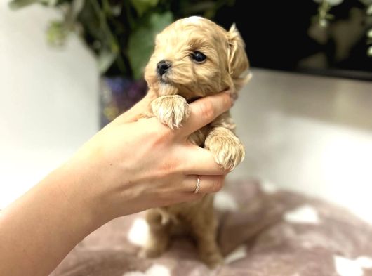 Ori̇ji̇nal Teacup Malti̇poo görsel