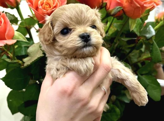 Tea Cup Malti̇poo Bebekler