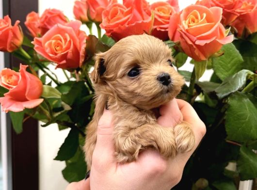Tea Cup Malti̇poo Bebekler görsel