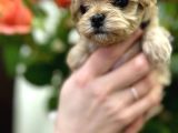 Tea Cup Malti̇poo Bebekler