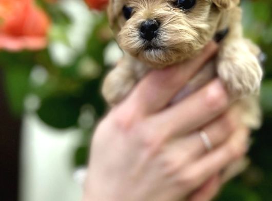 Tea Cup Malti̇poo Bebekler görsel