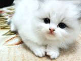 Safkan Ragdoll Yavrular