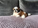 Scr li shihtzu erkek yavrumuz