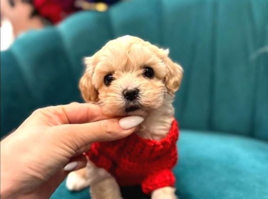 Irk Güzeli Erkek Ve Dişi Maltipoo Yavrular