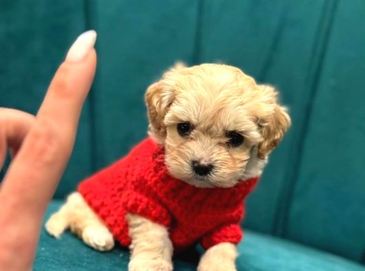 Irk Güzeli Erkek Ve Dişi Maltipoo Yavrular görsel