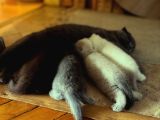 Scotish Fold Ve British Shorthair Yavrularımız