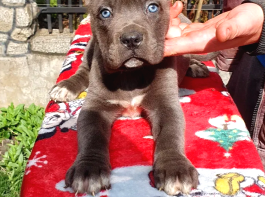 Irkının En Iyisi Blue Mavi Gözlü Cane Corso görsel