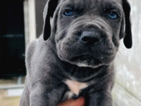 Irkının En Iyisi Blue Mavi Gözlü Cane Corso
