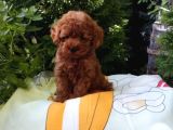 Mükemmel toy poodle yavrular ruhsatlı çiftlik güvencesiyle