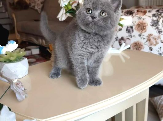 Sağlikli Ev Ortamina Uygun Oyuncu Bebekler görsel
