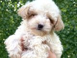 Minik Maltipoo Yavruları