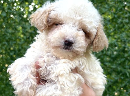 Minik Maltipoo Yavruları görsel