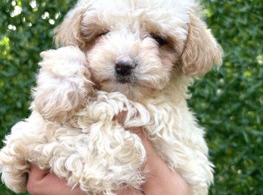 Minik Maltipoo Yavruları