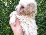 Minik Maltipoo Yavruları
