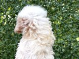 Minik Maltipoo Yavruları