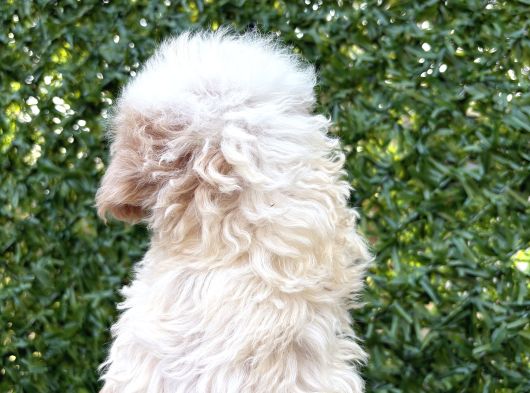 Minik Maltipoo Yavruları görsel