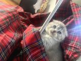 Scotish Fold Ve British Shorthair Yavrularımız